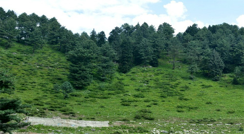 Tosha Maidaan, Shopian  Shopian - J&K